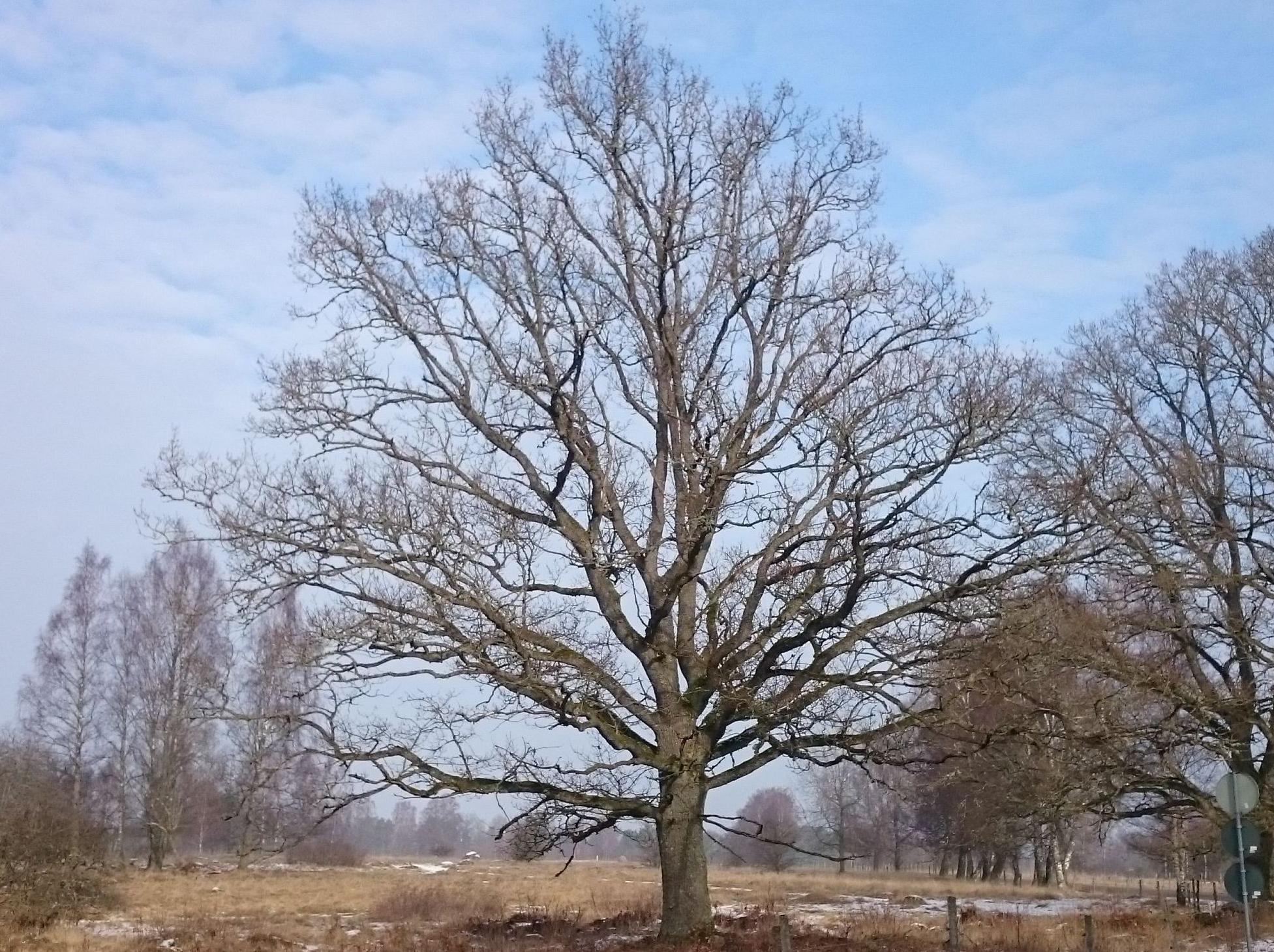 En stor bladlös ek i ett höst- eller vårlandskap med mindre träd runtomkring.