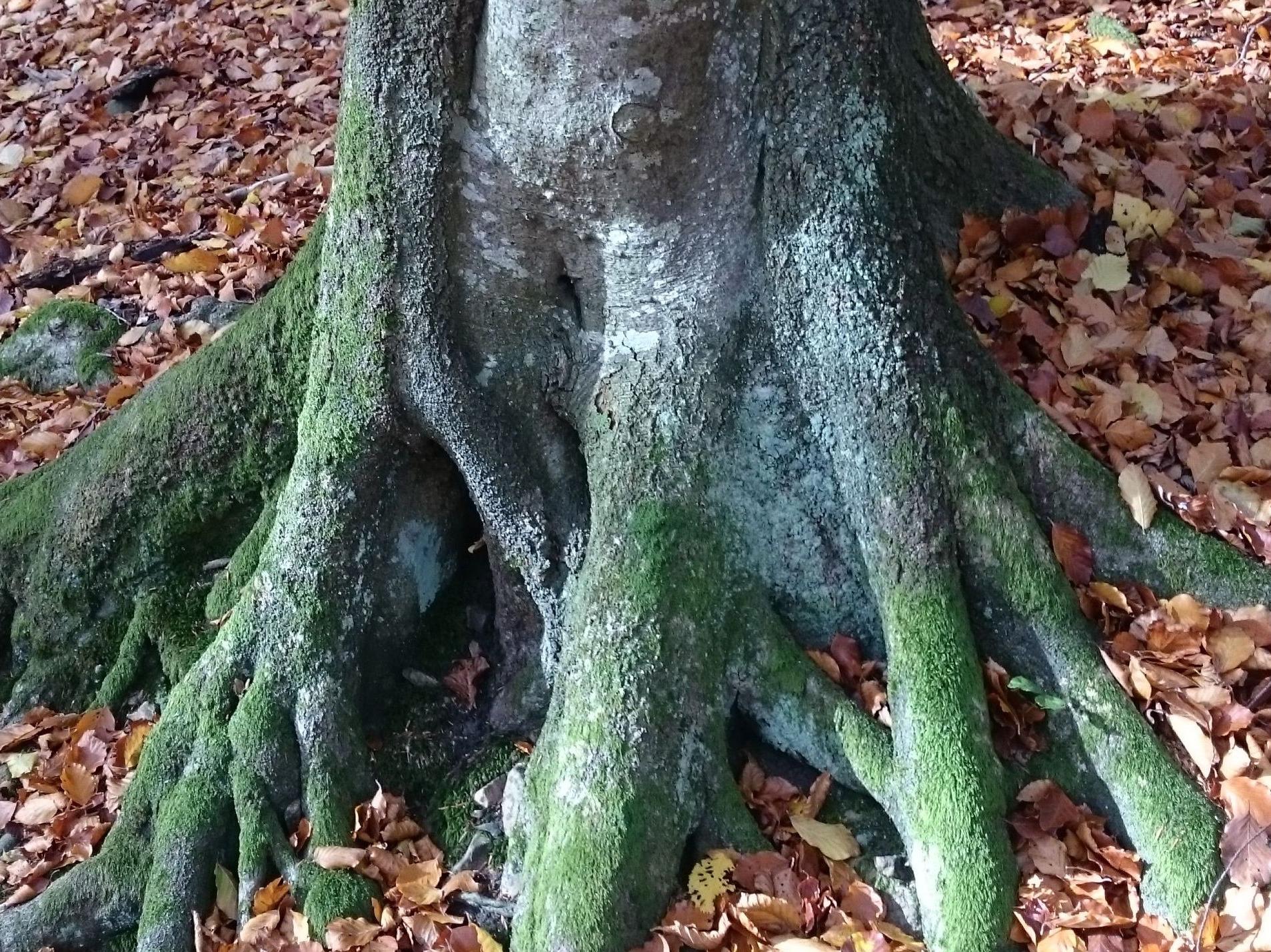 Nedre delen av en grov grå trädstam med grågröna rötter som försvinner ner i marken som är täckt av bruna torra höstlöv.